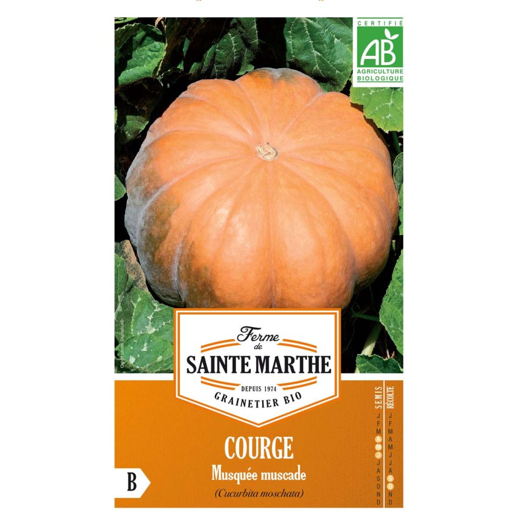 Winter Squash Muscade - Ferme de Sainte Marthe Seeds
