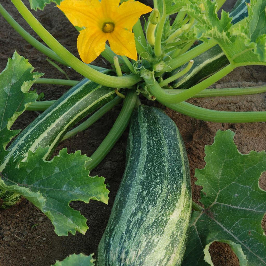 Courgette Cocozelle - Ferme de Sainte Marthe Seeds