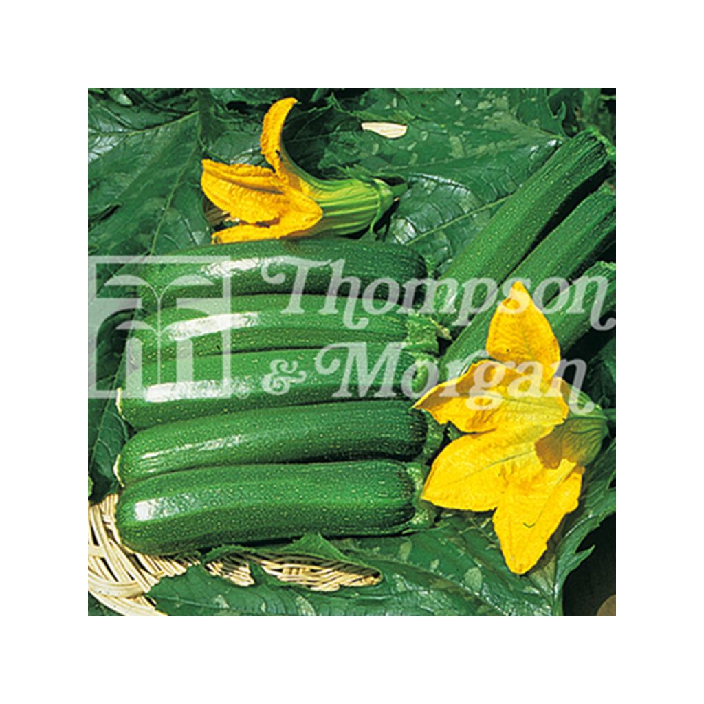 Zucchini Defender F1 - Cucurbita pepo