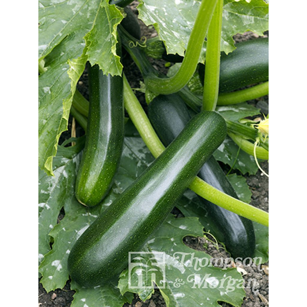 Zucchini Firenze - Cucurbita pepo
