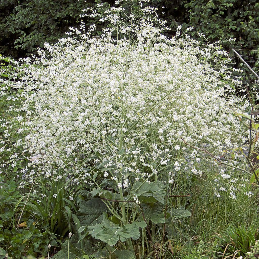 Crambe cordifolia - Greater Sea Kale
