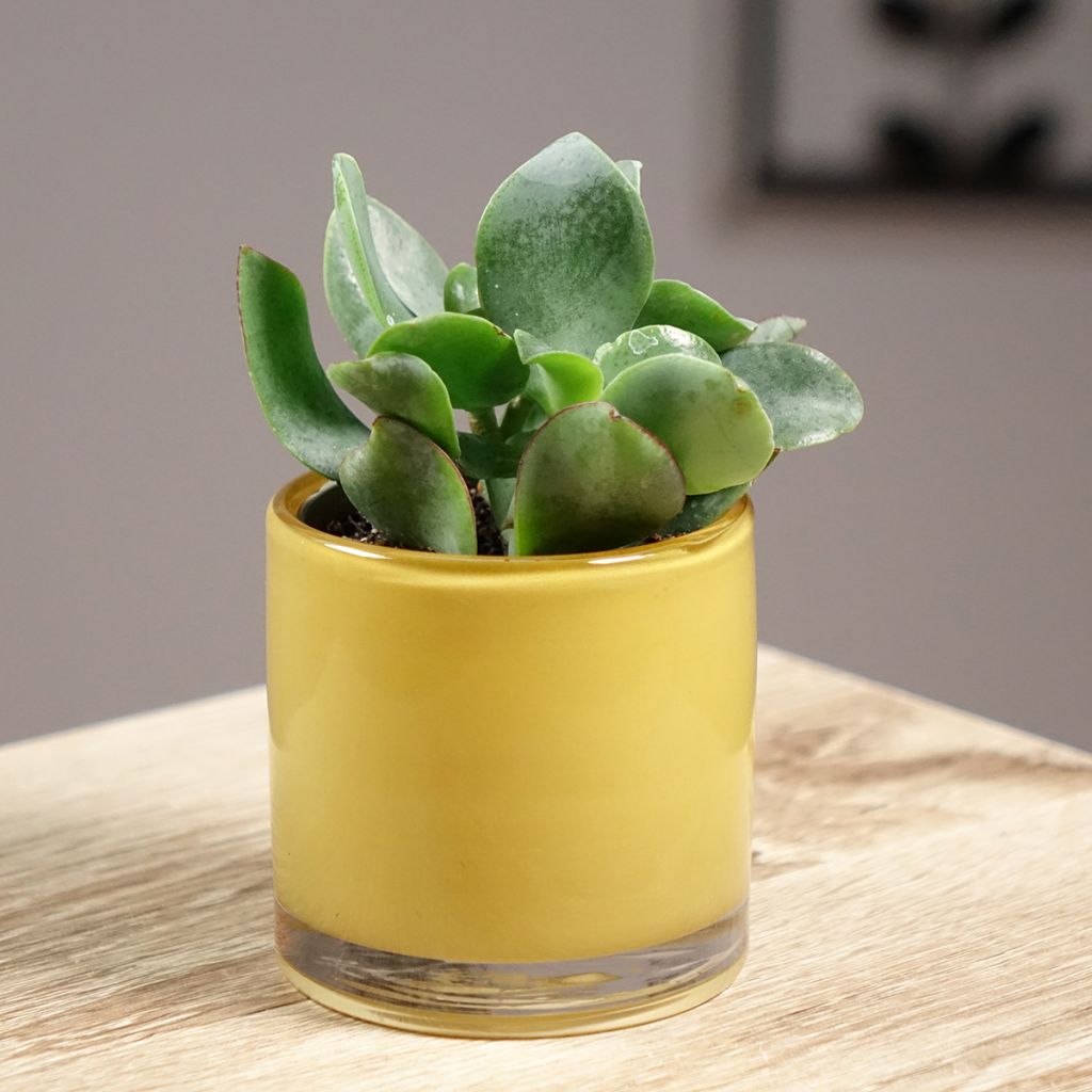 Crassula arborescens Curly Grey