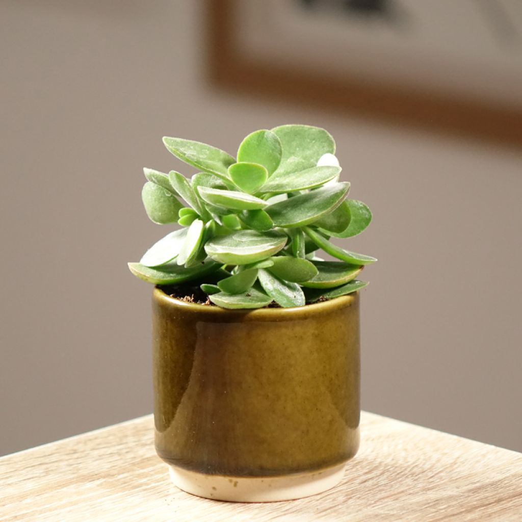 Crassula ovata Money Maker