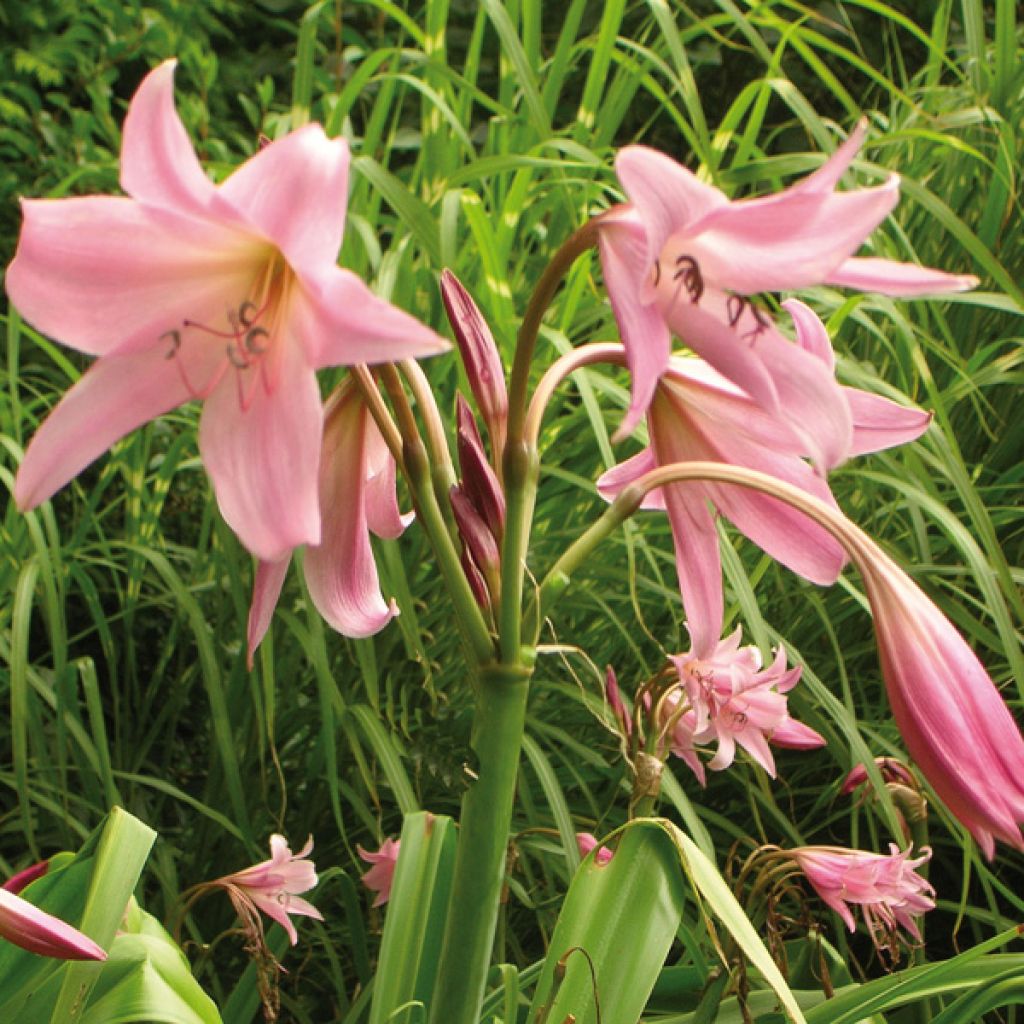 Crinum x powellii Roseum