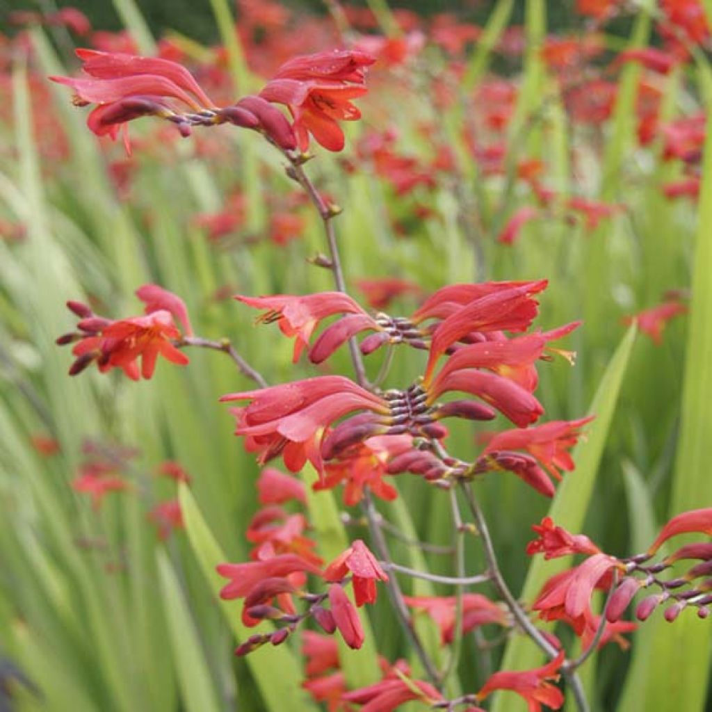 Crocosmia Lucifer - Montbretia