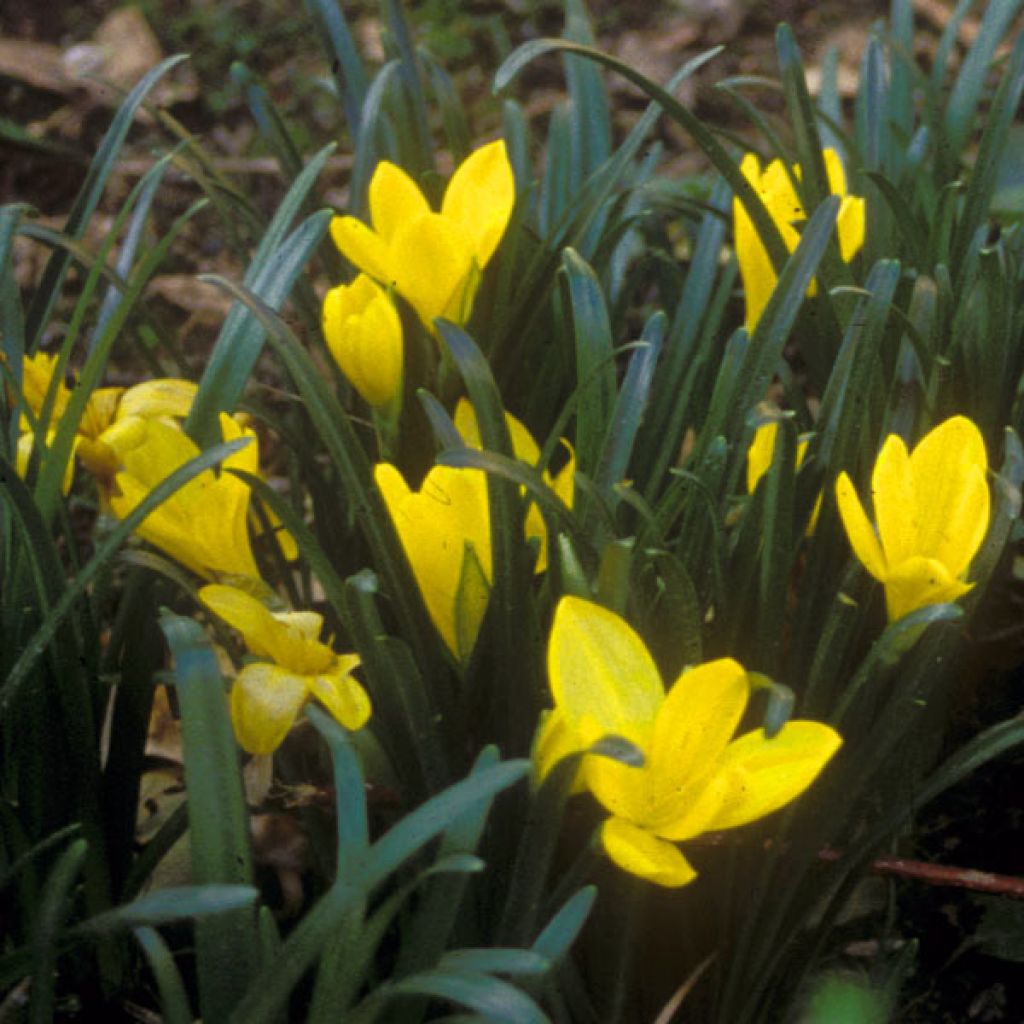 Sternbergia lutea