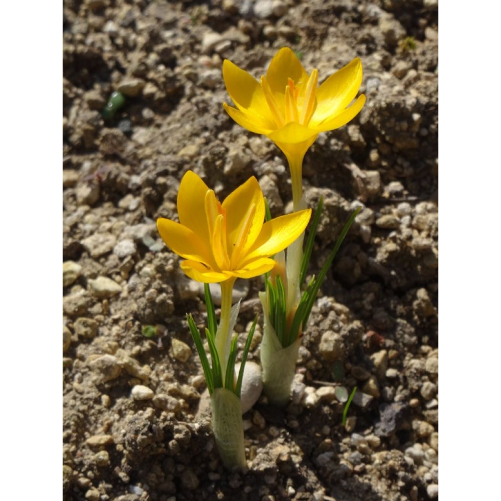 Crocus ancyrensis Golden Bunch