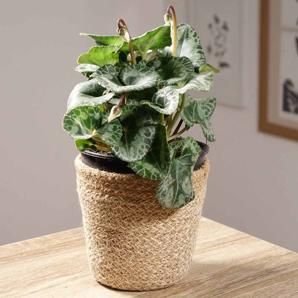 White Persian Cyclamen - Cyclamen persicum