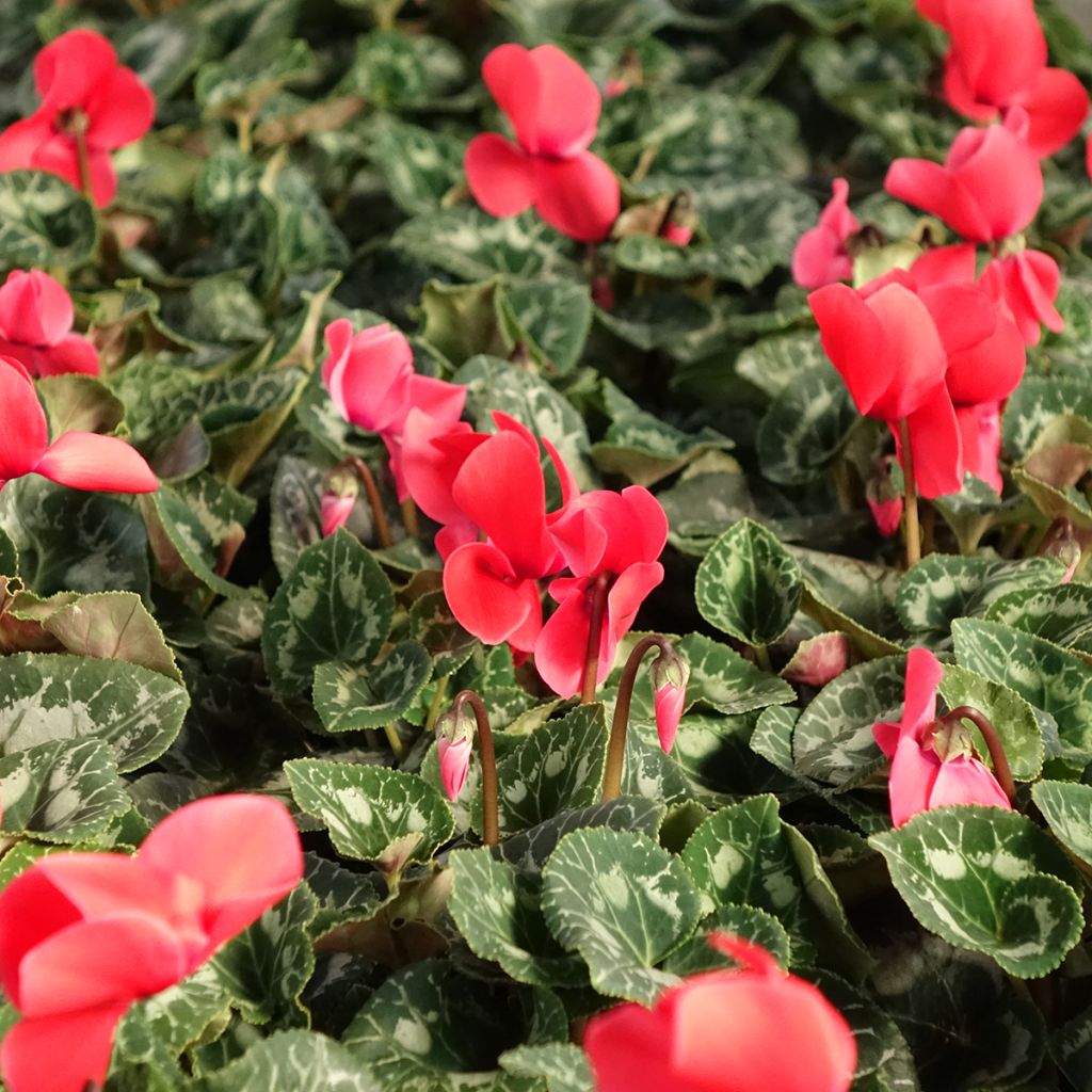 Red Persian Cyclamen - Cyclamen persicum