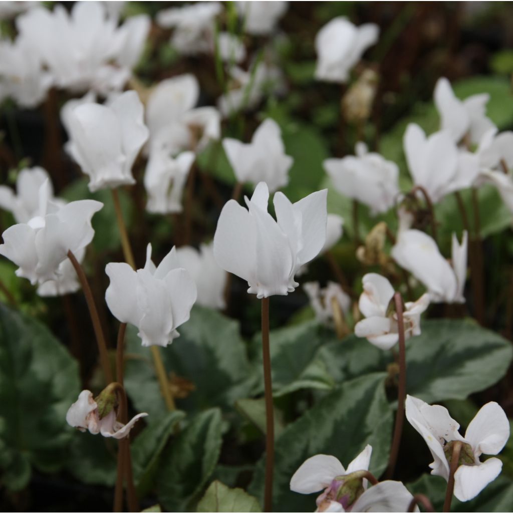Cyclamen hederifolium Album