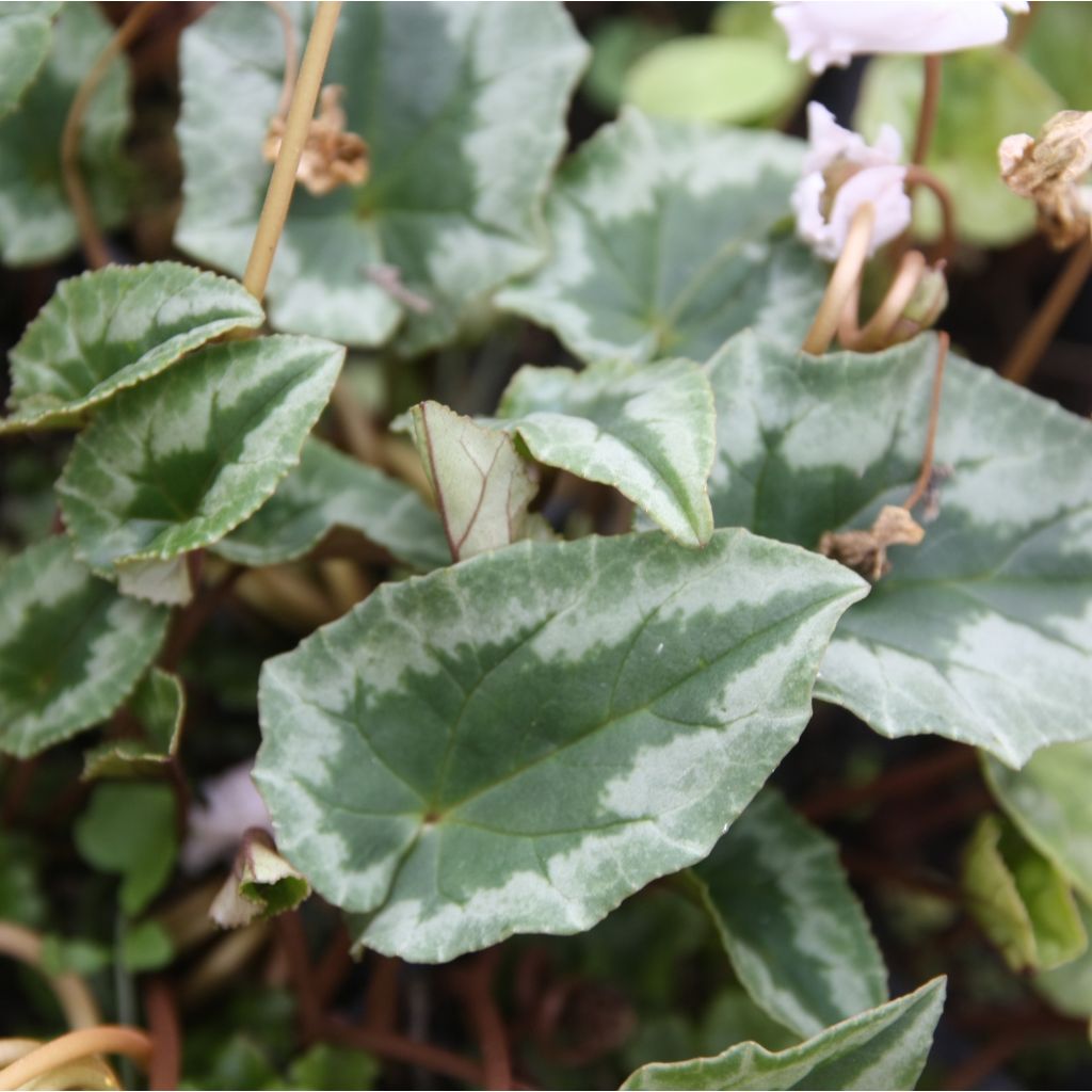 Cyclamen hederifolium Album