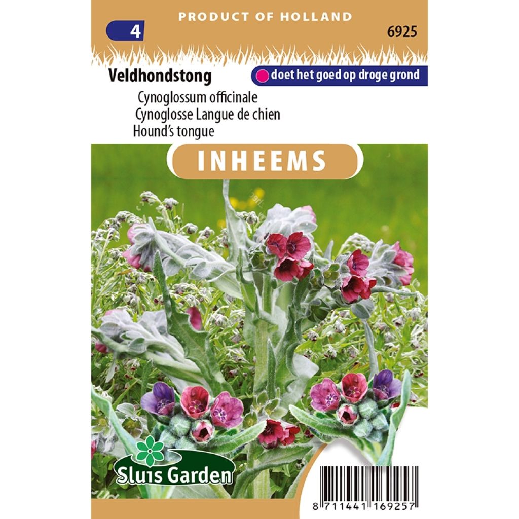 Cynoglossum officinale 