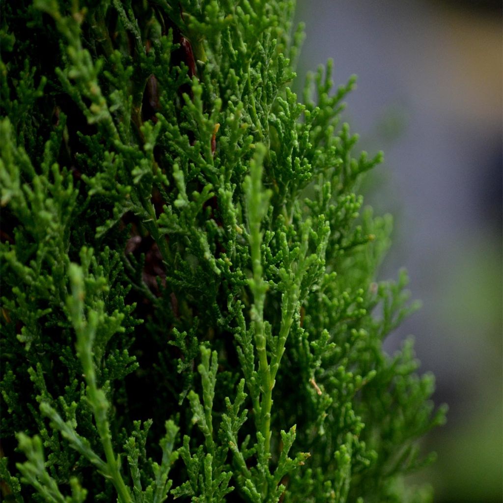 Cupressus sempervirens Totem - Florence Cypress