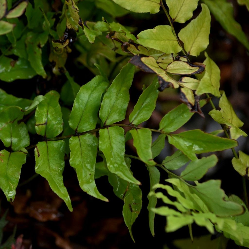 Cyrtomium fortunei - Evergreen fern
