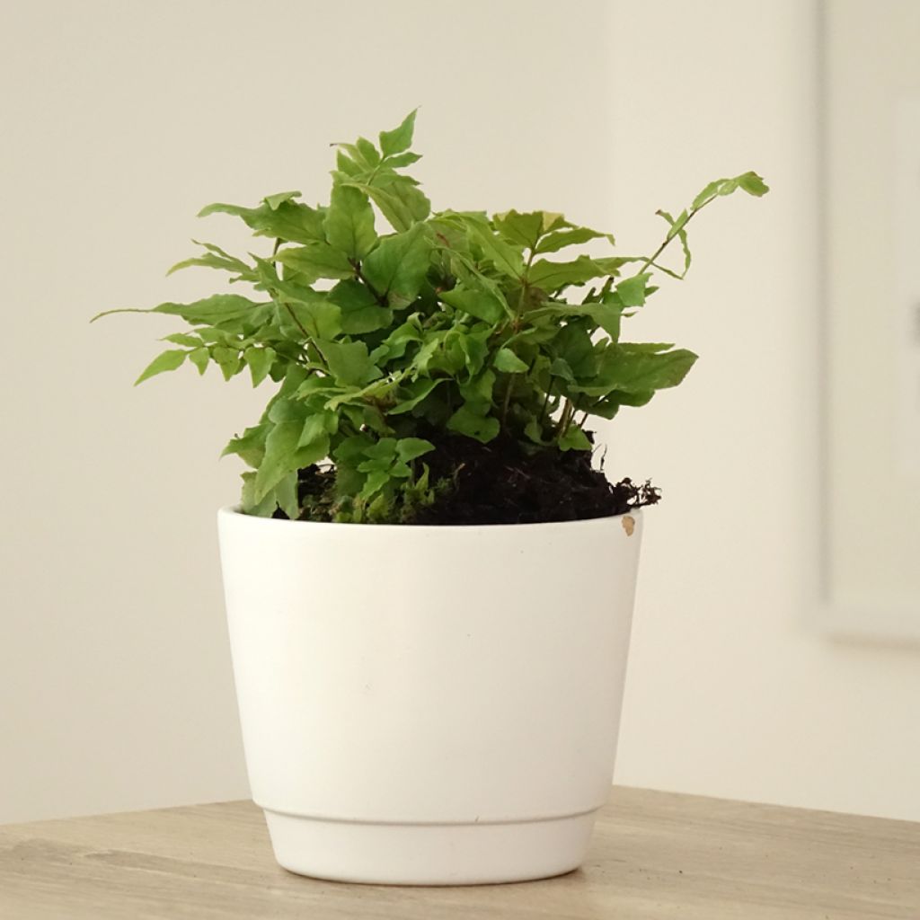 Cyrtomium fortunei - Evergreen fern