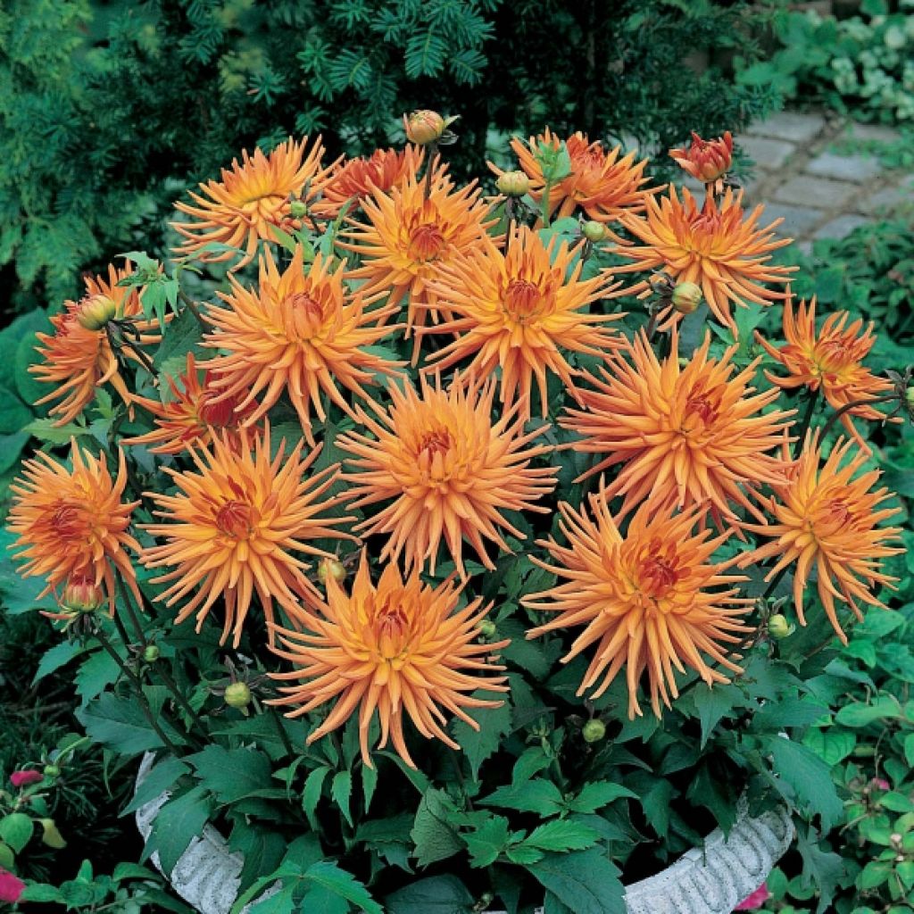 Dahlia Park Record