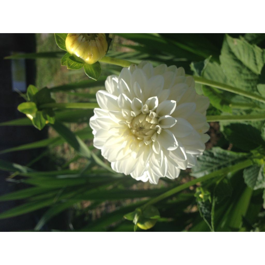 Dahlia Snow Cap