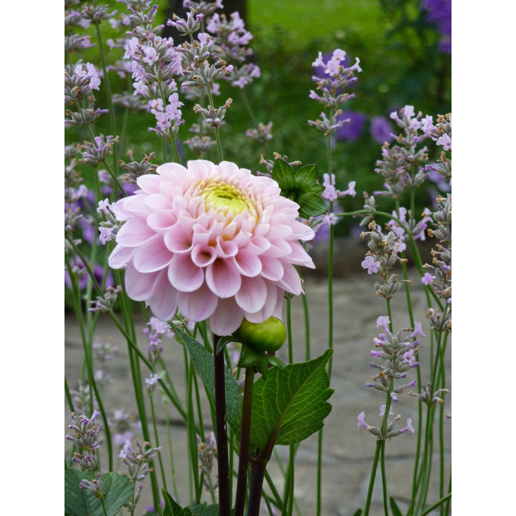 Dahlia Wizard Of Oz
