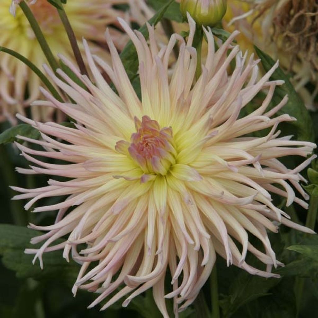 Dahlia Apricot Star