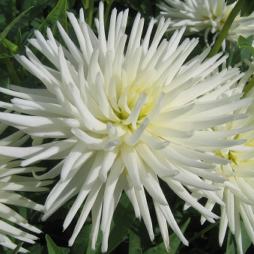 Dahlia Playa Blanca