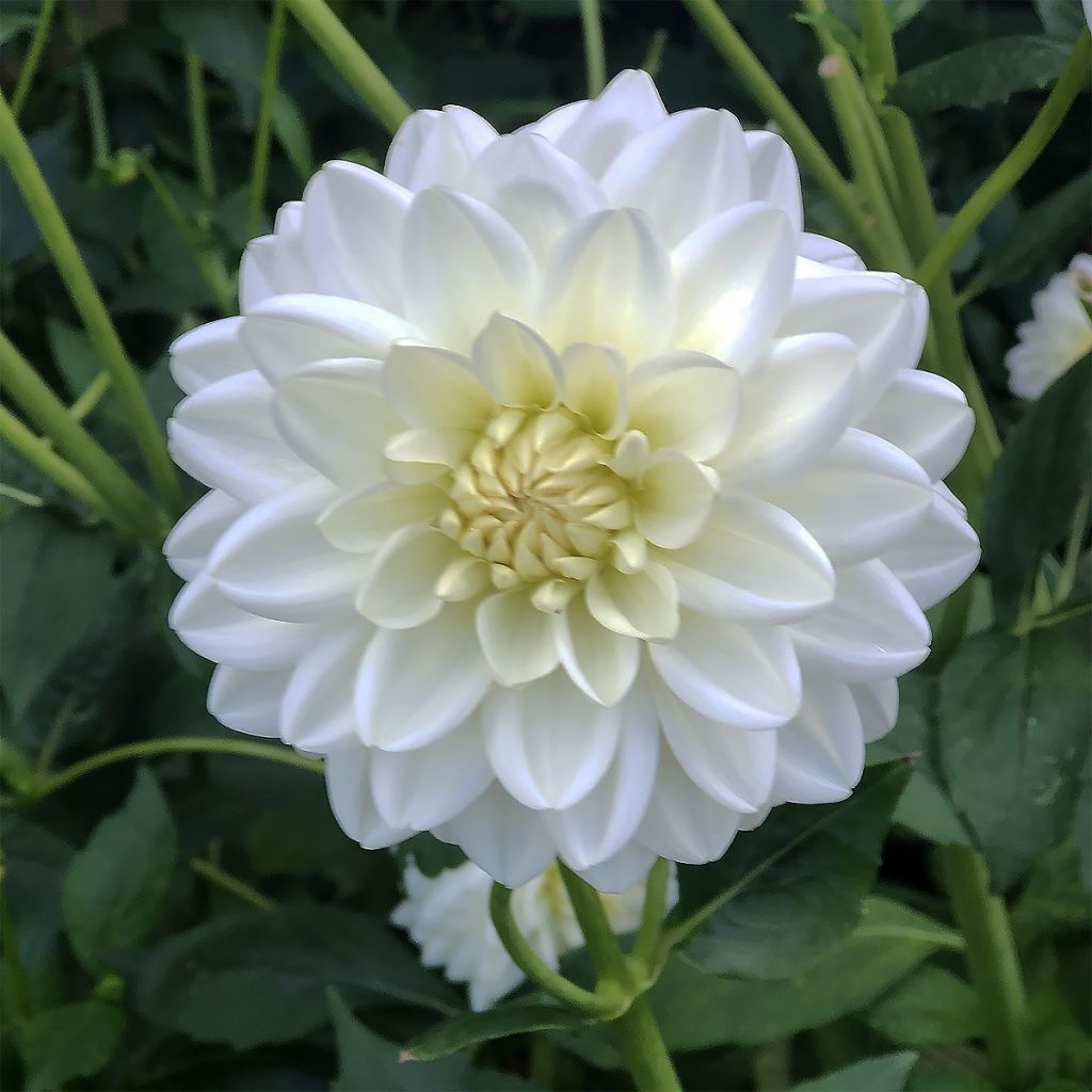 Dahlia Peace Pact