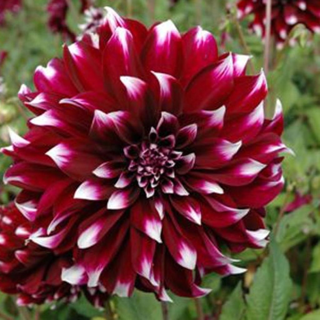 Dahlia Contraste