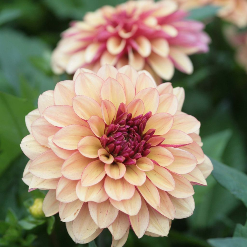 Dahlia Crème de Cognac