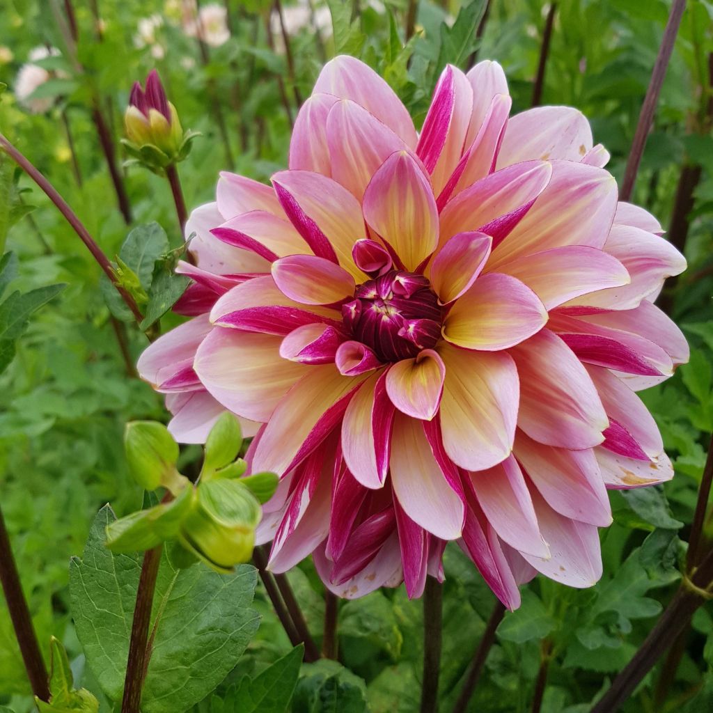Dahlia Dark Butterfly