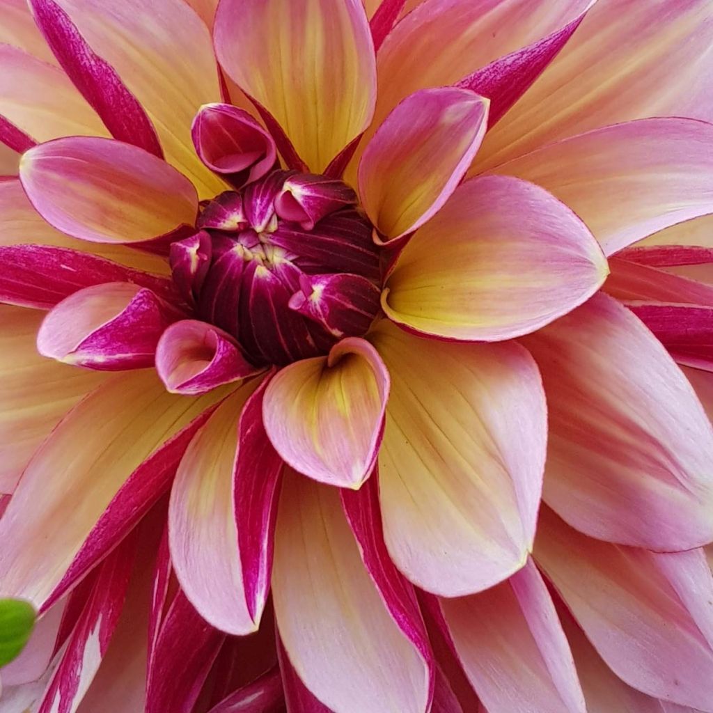 Dahlia Dark Butterfly