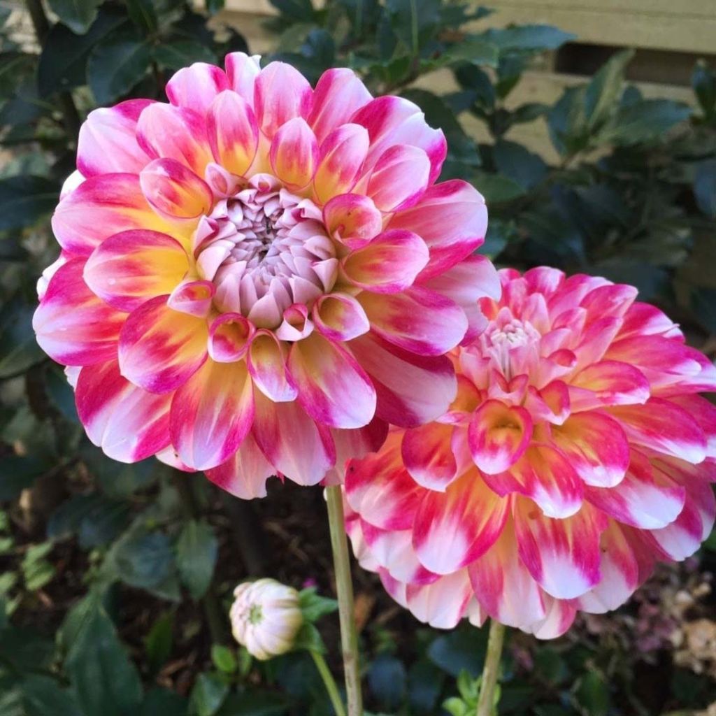 Dahlia Hawaii