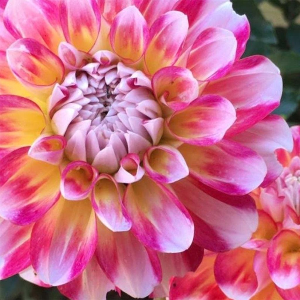 Dahlia Hawaii