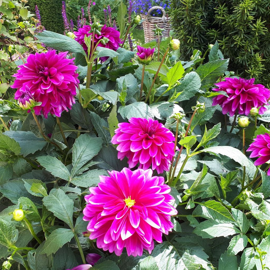 Dahlia Le Baron