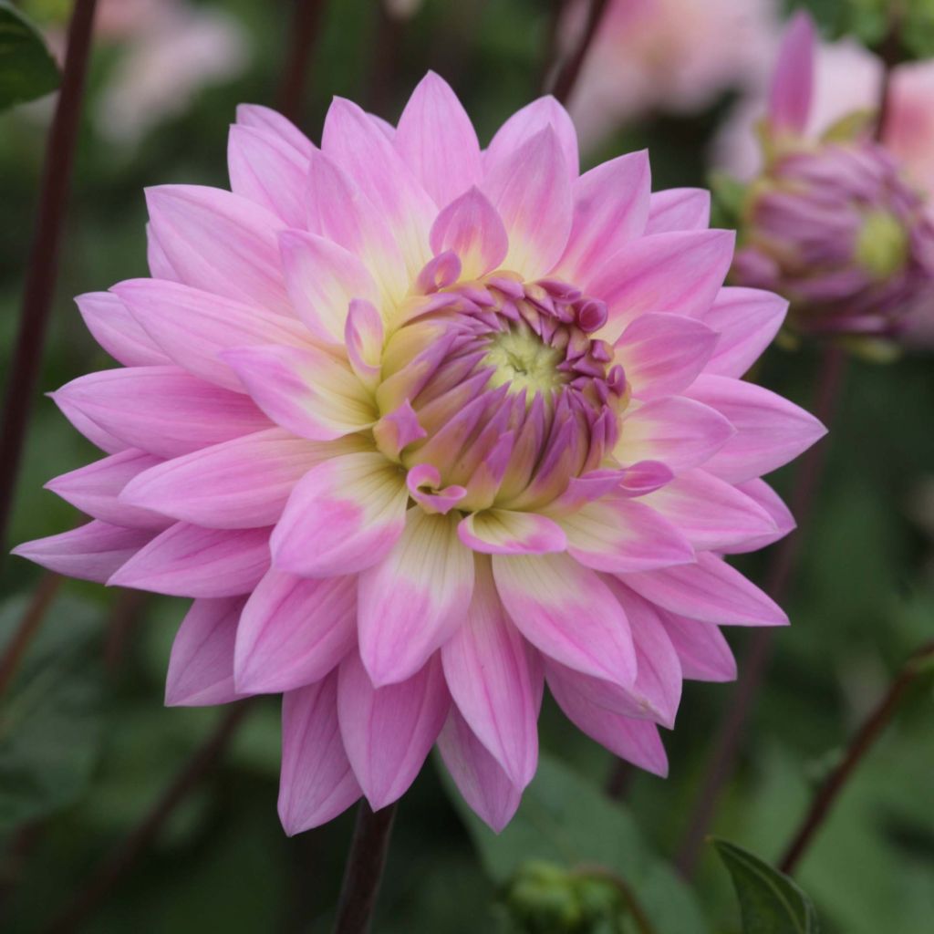 Dahlia Miss Delilah
