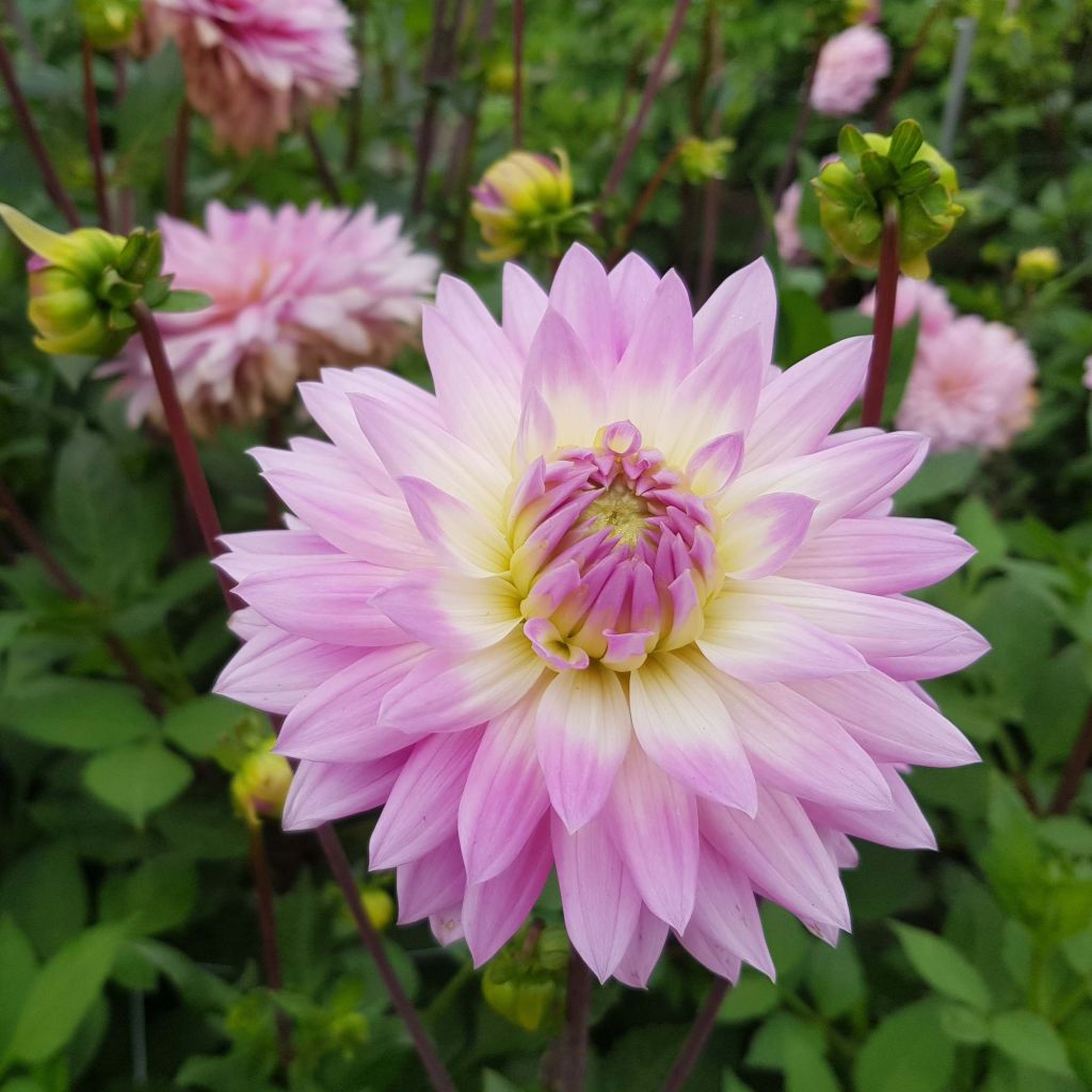 Dahlia Miss Delilah