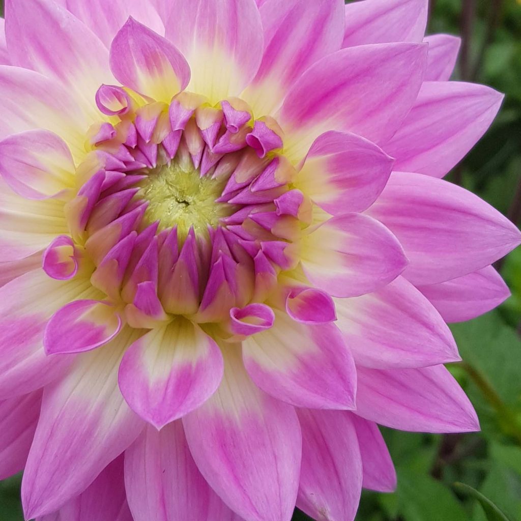 Dahlia Miss Delilah