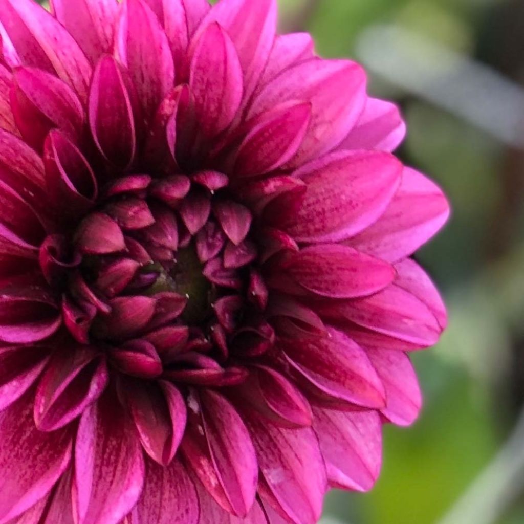 Dahlia Seniors Hope
