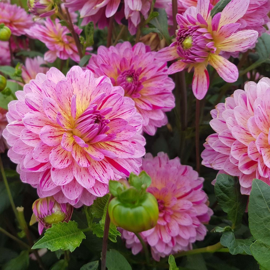 Dahlia Tropical
