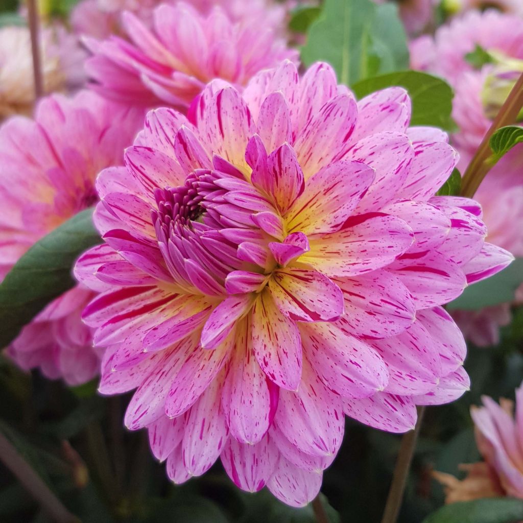 Dahlia Tropical