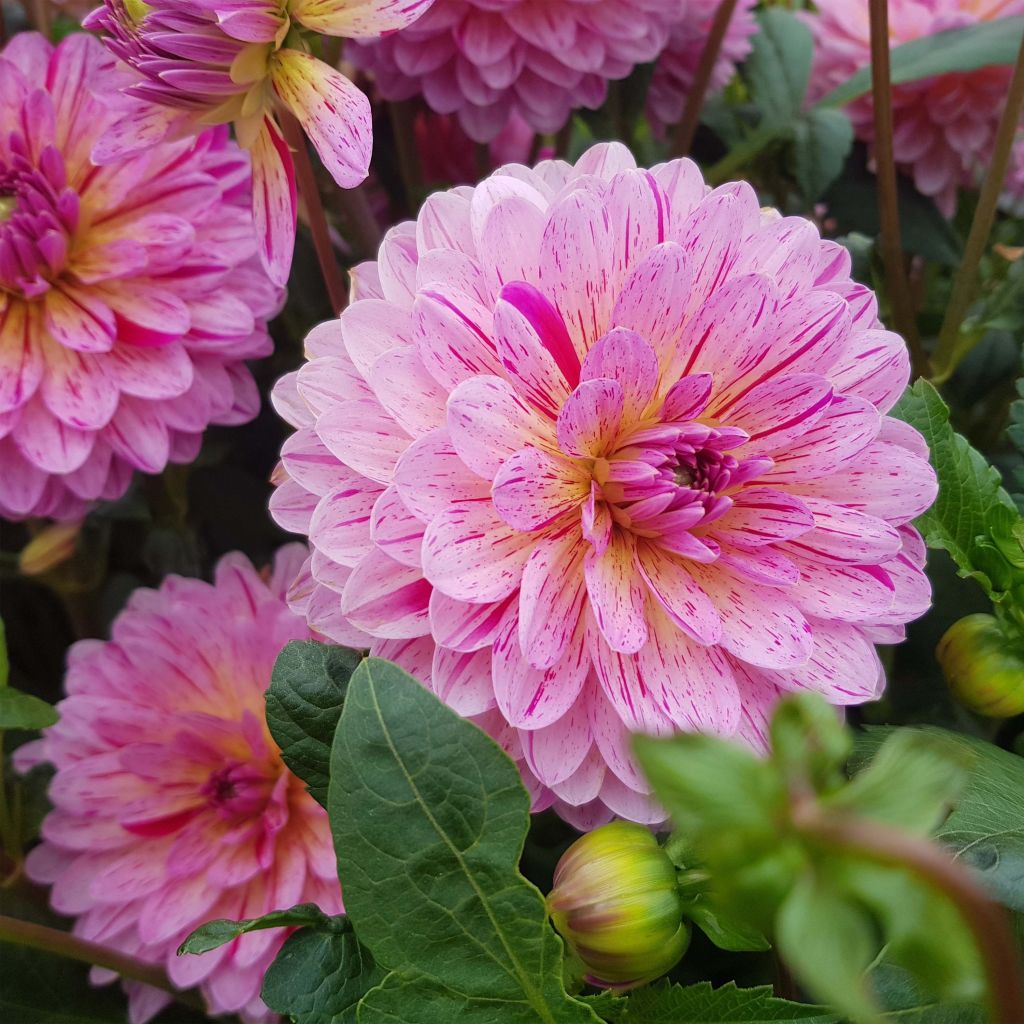 Dahlia Tropical