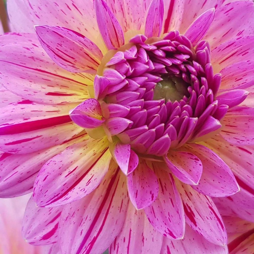 Dahlia Tropical