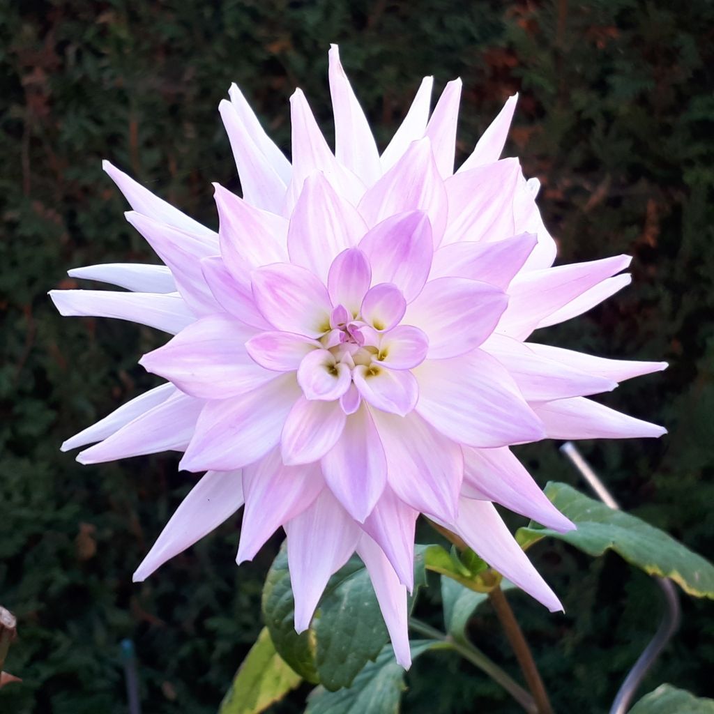 Dahlia Victoria Ann