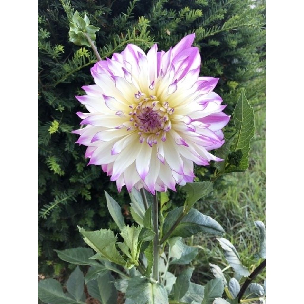Dahlia Victoria Ann