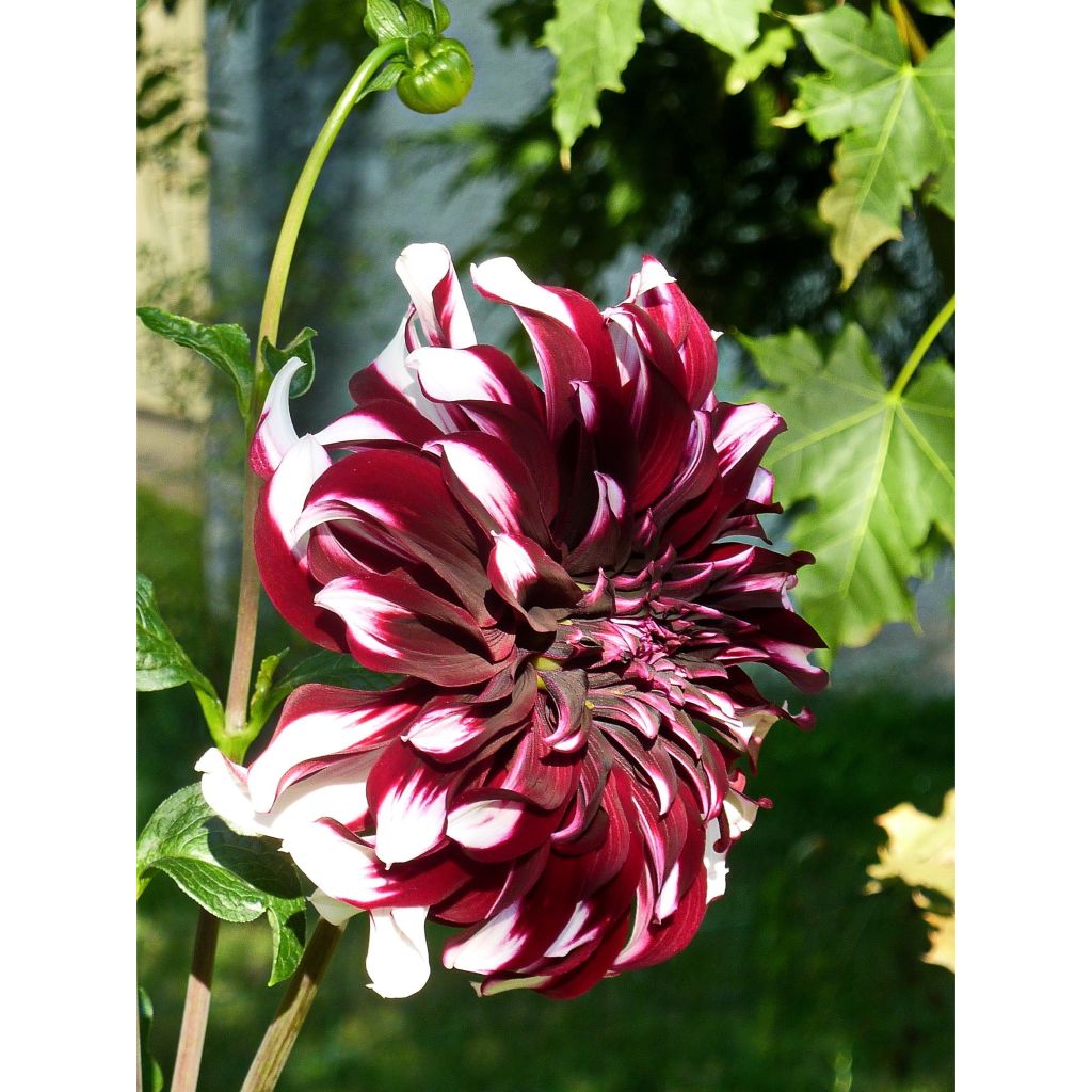 Dahlia Tartan