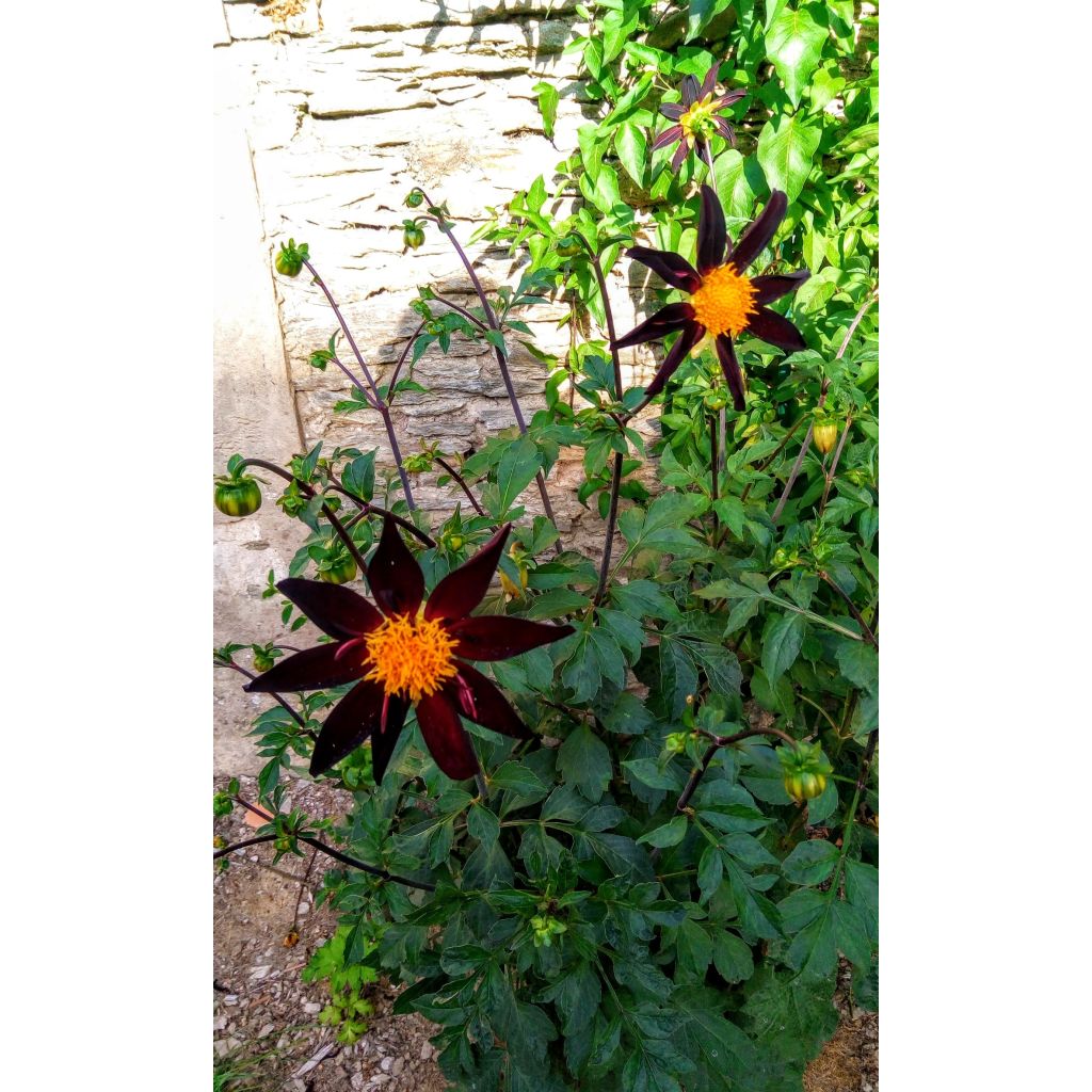 Dahlia Verrones Obsidian
