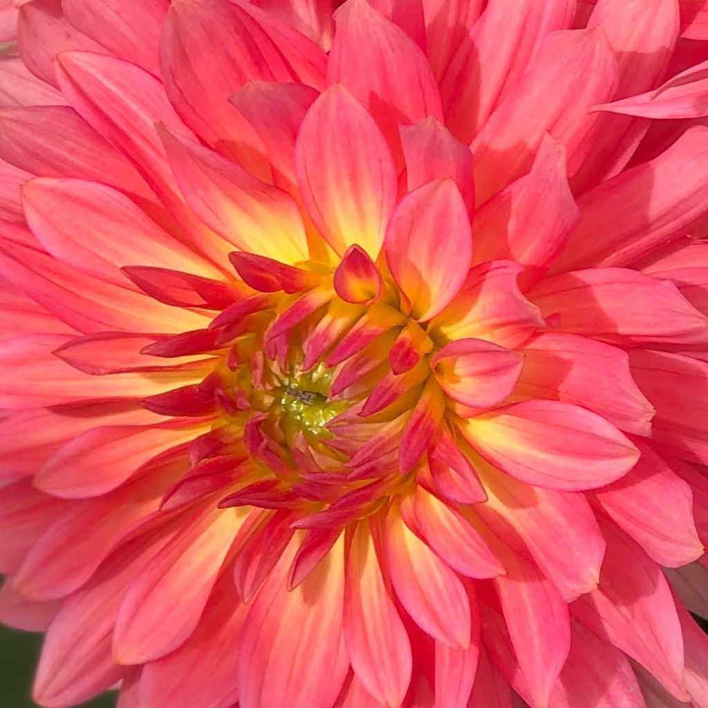 Dahlia Extase