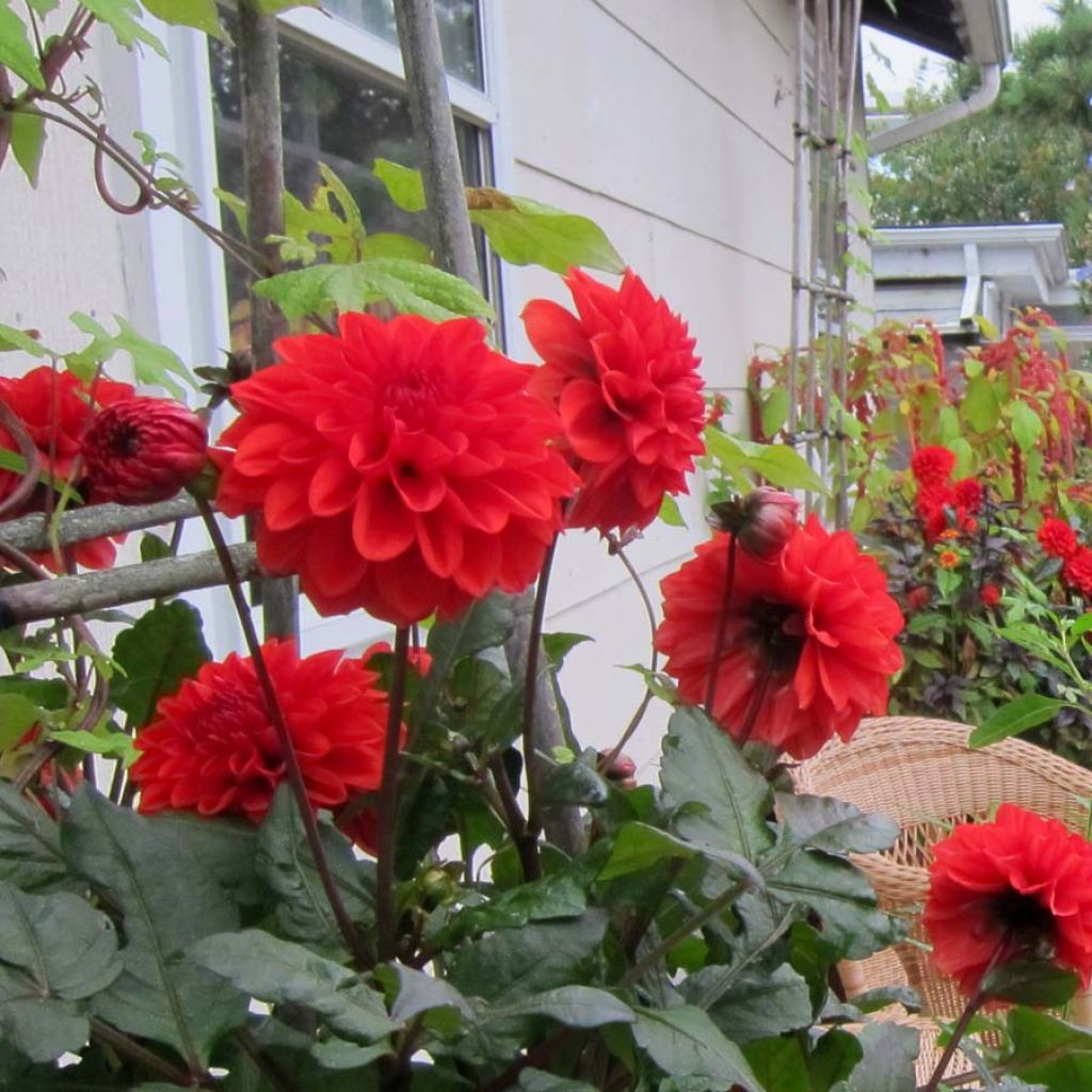 Dahlia Ellen Houston