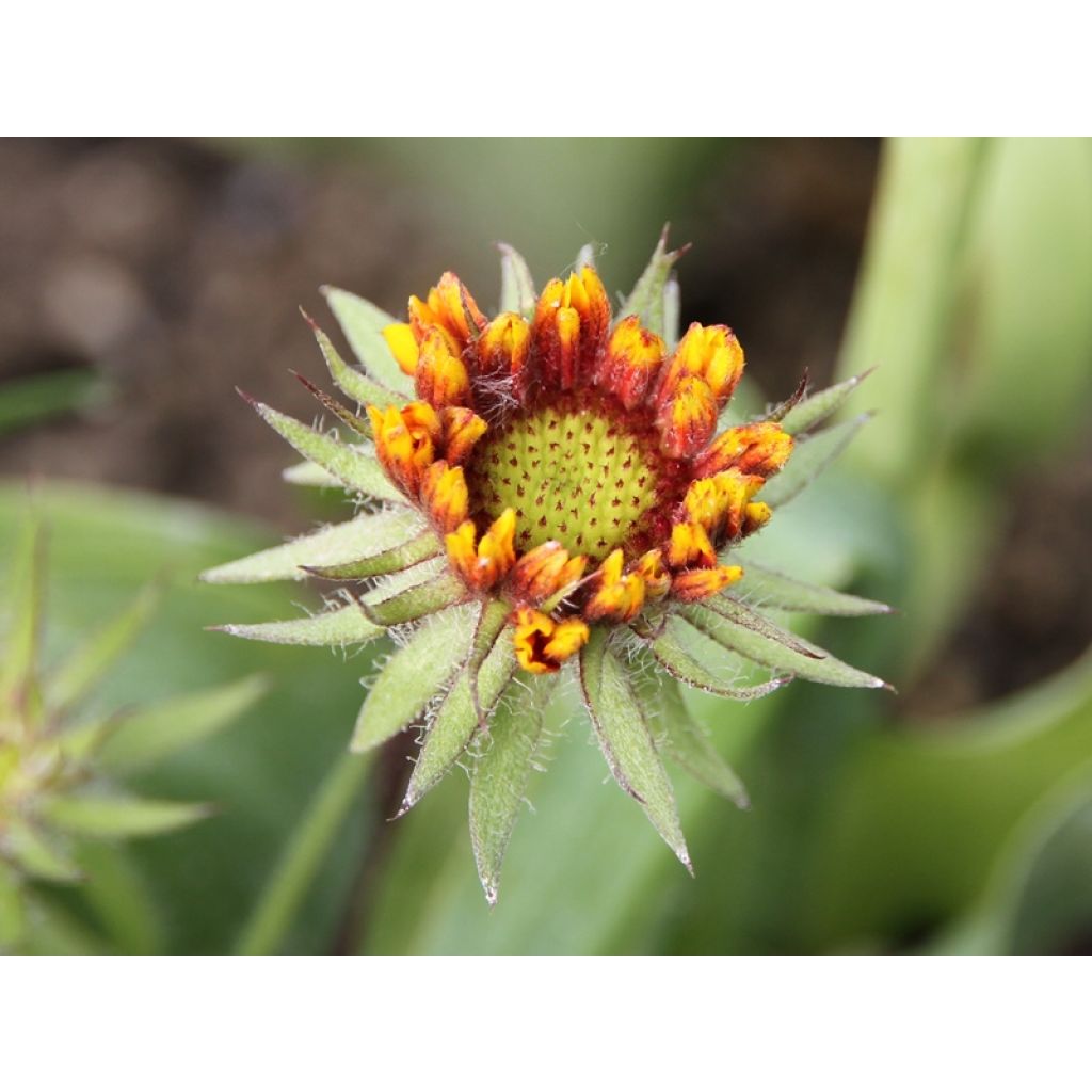 Gaillardia grandiflora Kobold