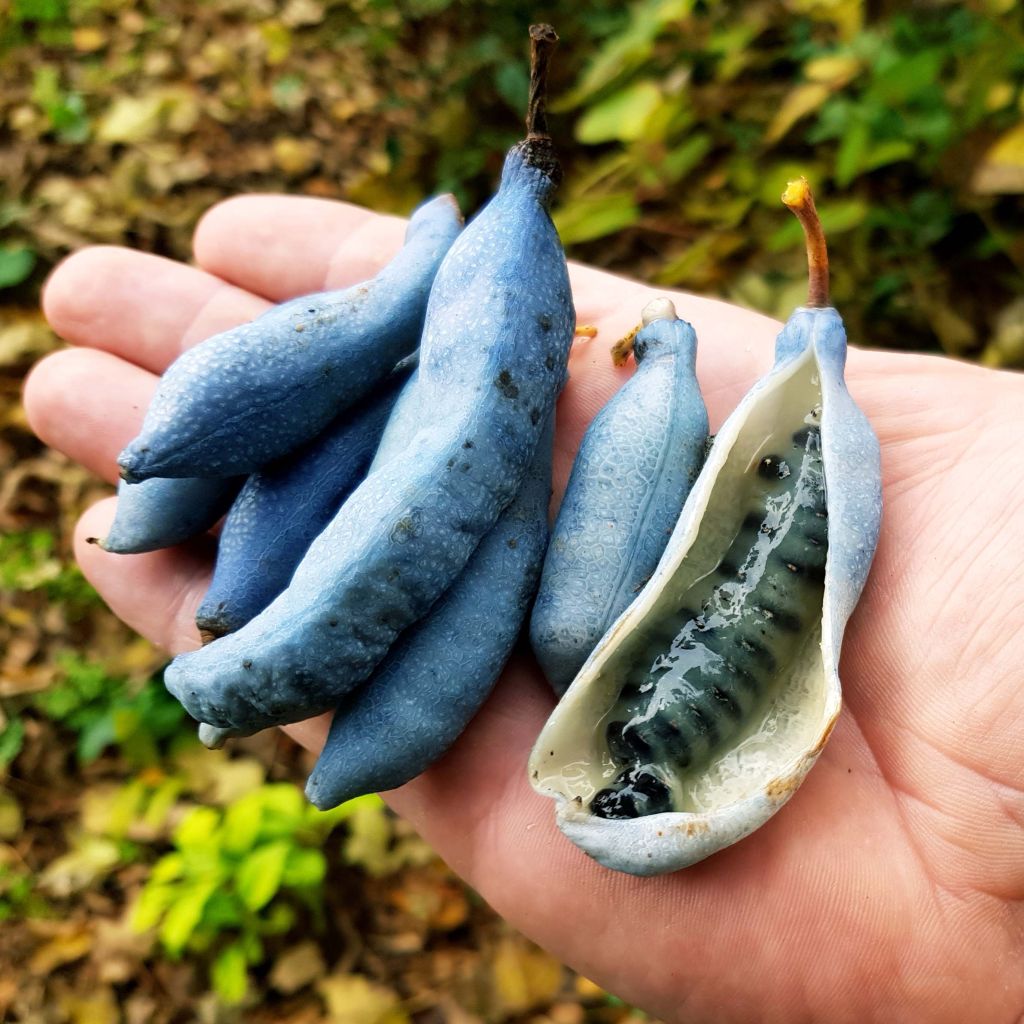 Decaisnea fargesii - Blue sausage fruit