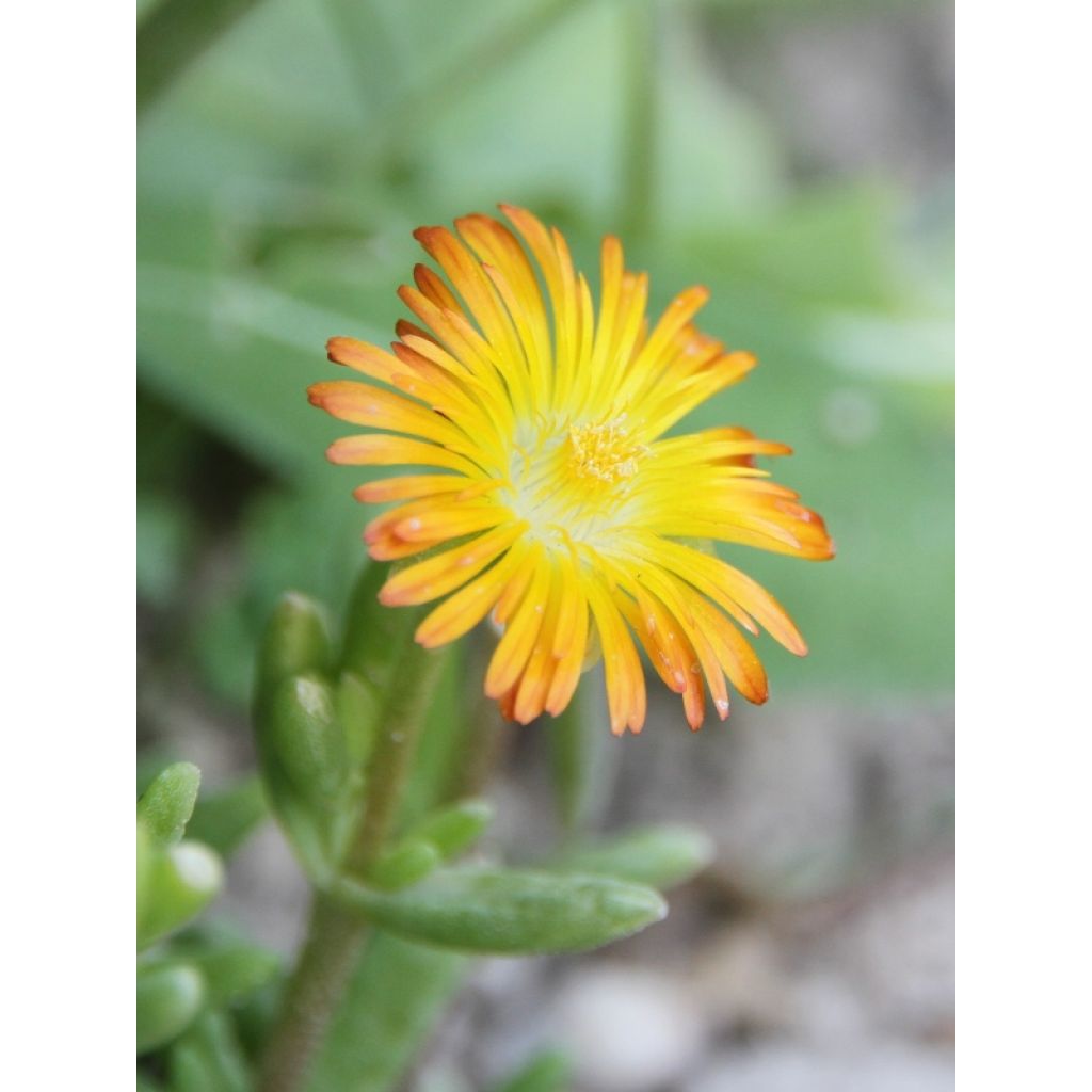 Delosperma Wheels of Wonder Orange - Ice Plant