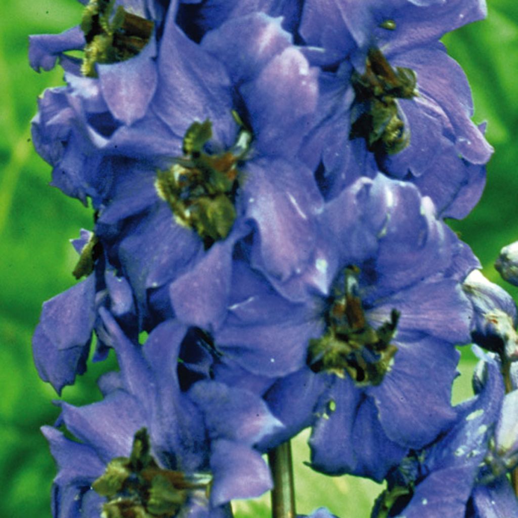 Delphinium Völkerfrieden - Larkspur